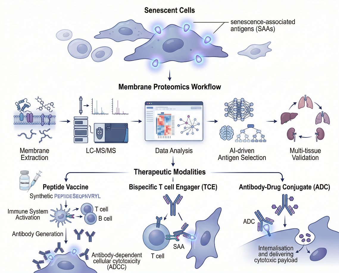 Seno-antigen discovery and therapeutic modality workflow