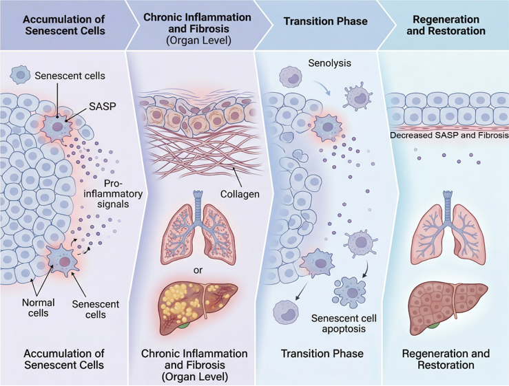 Progression from senescent cell accumulation and fibrosis to senolysis and tissue restoration